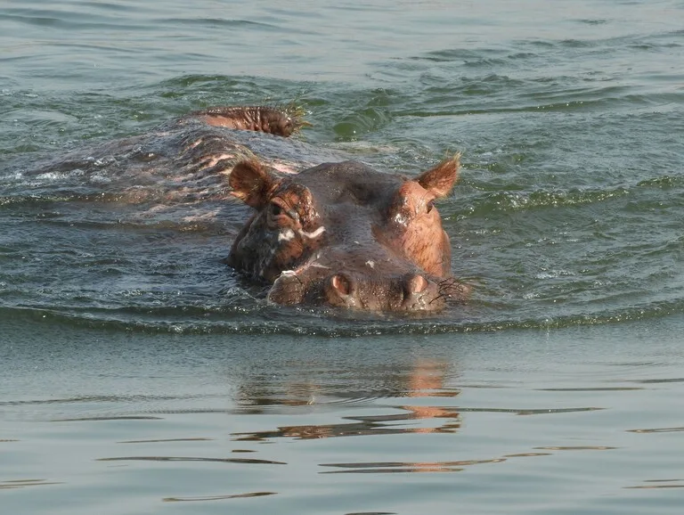 ジンバブエのカリバ湖を泳ぐ傷を負ったカバ