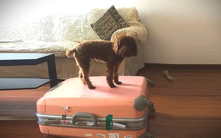 ã¹ãŒãã±ãŒã¹ã®äžã«ãã£ãŠããç¬