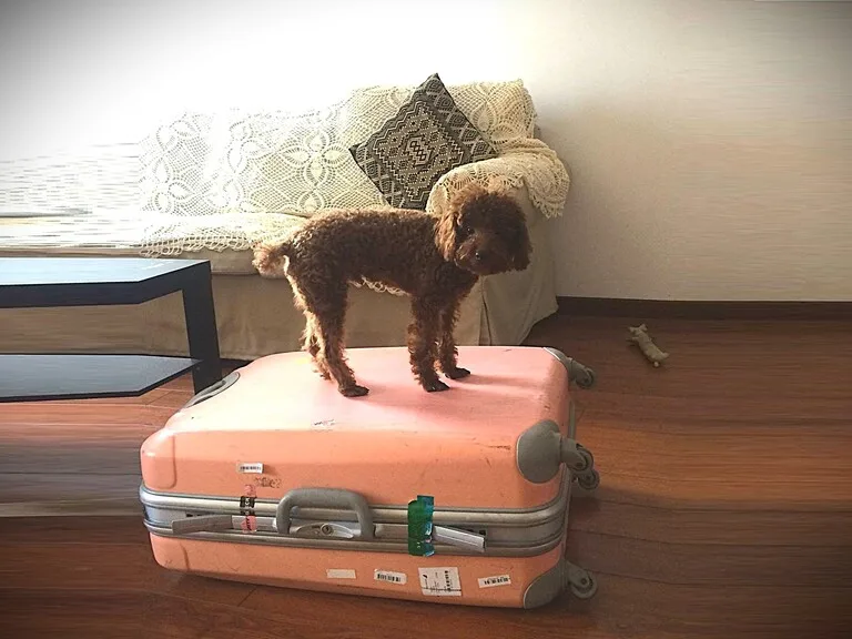 スーツケースの上にたっている犬