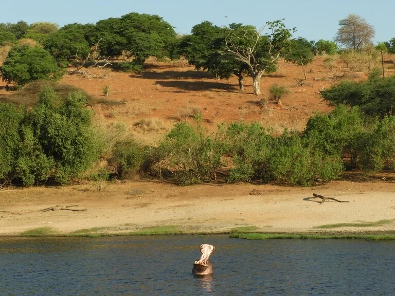 アフリカの川の中で大きなあくびをしているカバ