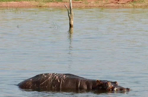 ジンバブエのカリバ湖に佇む傷を負ったカバ