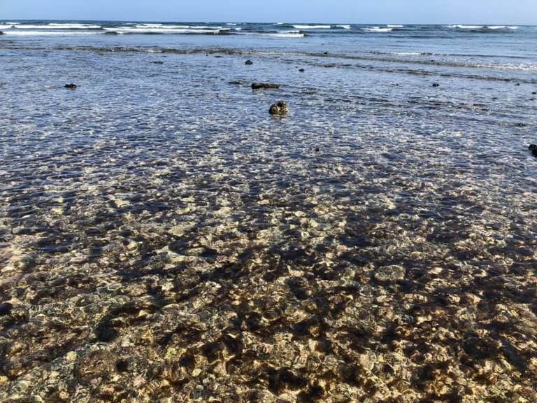 カーボベルデのサル島、シャークベイ