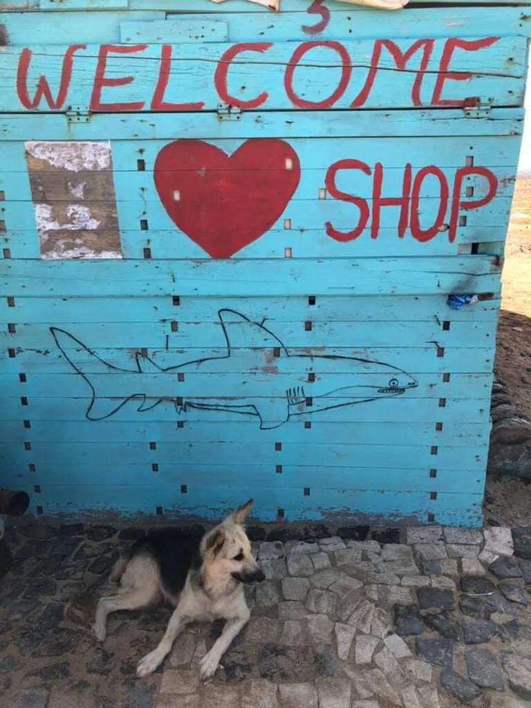 カーボベルデにあるダイブショップとその前に座る犬