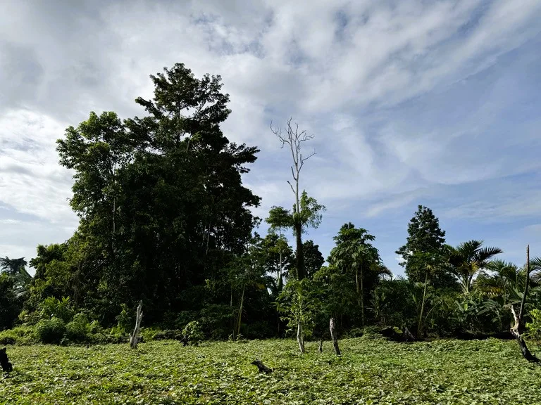 ブーゲンビル島の山本五十六墜落現場へ向かうジャングルの道