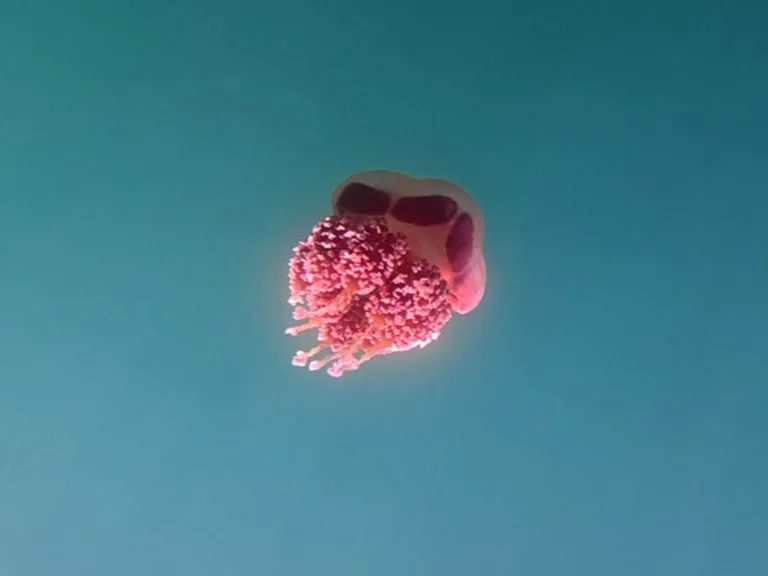 ジェリーフィッシュレイクの無毒のゴールデンジェリーフィッシュ(Golden Jellyfish)