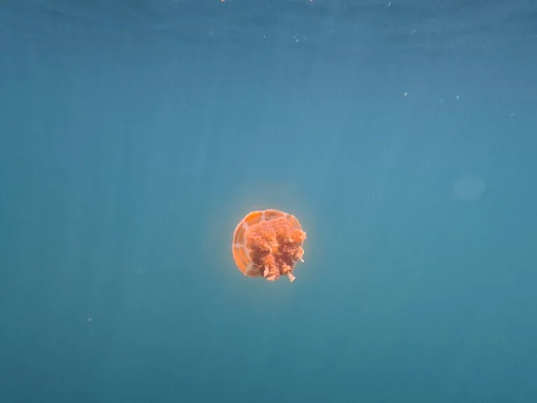 パラオのロックアイランドにあるジェリーフィッシュレイクに生息するGolden Jellyfish
