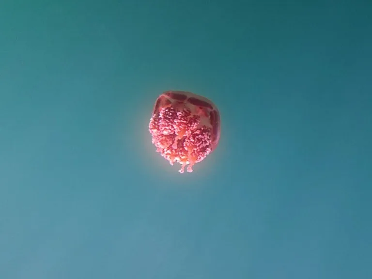 パラオのジェリーフィッシュレイクに生息するゴールデンジェリーフィッシュ(Golden Jellyfish)