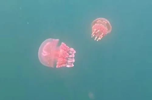 パラオのジェリーフィッシュレイクにいるゴールデンジェリーフィッシュ(Golden Jellyfish)