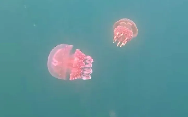 パラオのジェリーフィッシュレイクにいるゴールデンジェリーフィッシュ（Golden Jellyfish）