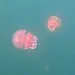 パラオのジェリーフィッシュレイクにいるゴールデンジェリーフィッシュ（Golden Jellyfish）