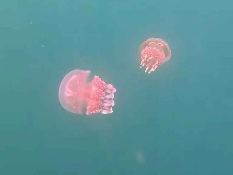パラオのジェリーフィッシュレイクにいるゴールデンジェリーフィッシュ(Golden Jellyfish)