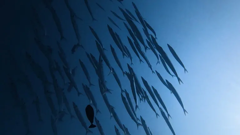パラオのスキューバーダイビングでみる魚の群れ