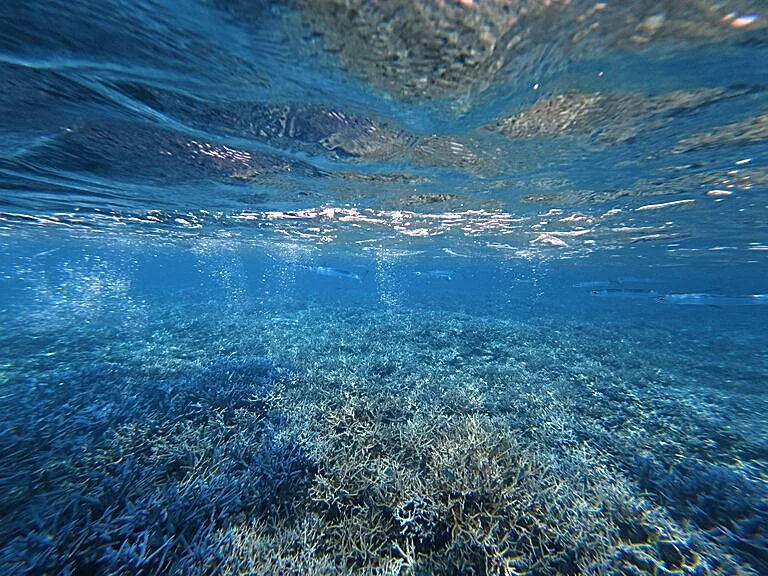 パラオのシュノーケリングで見た海の中