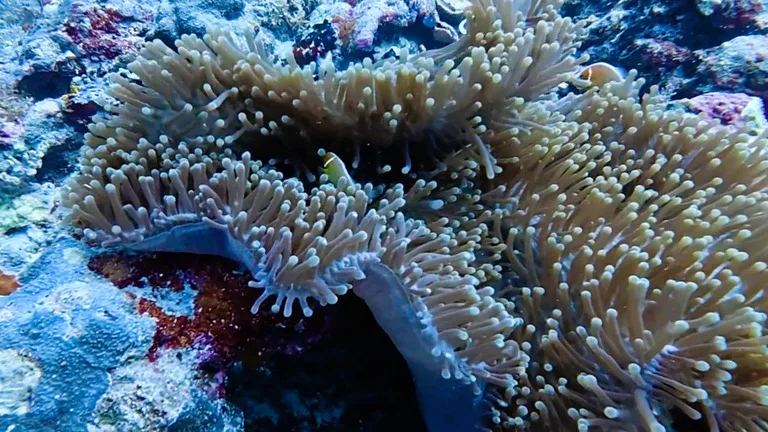 パラオのスキューバダイビングでみた海中生物