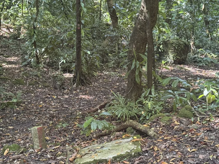 パラオのペリリュー島にある不発弾処理済か未処理を知らせる印