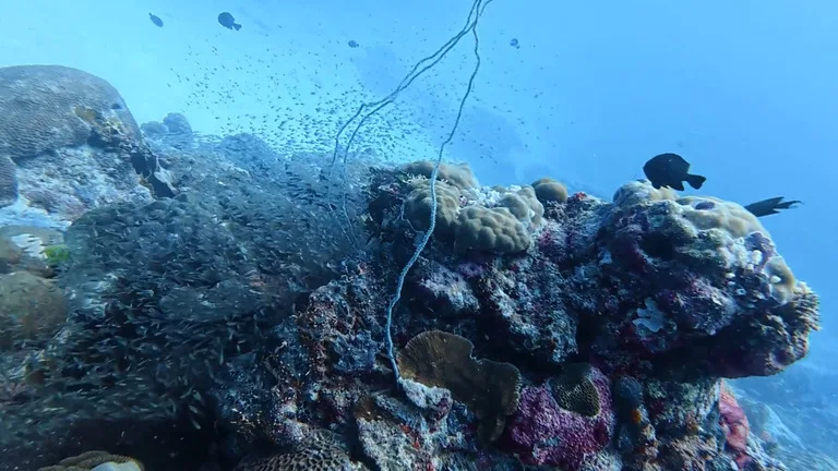 パラオのスキューバダイビングで見た魚の群れとサンゴ