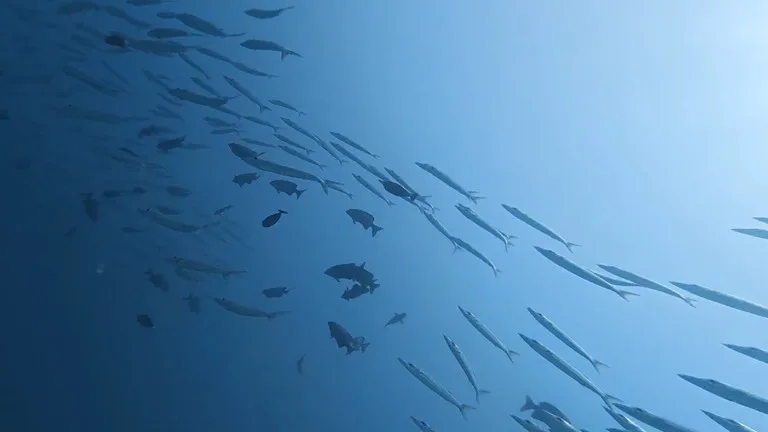 パラオのダイビングスポットを泳ぐ魚の群れ